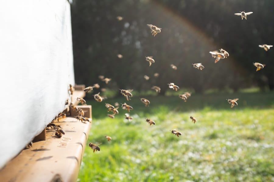 The Best Hive Alternatives for Project Management 