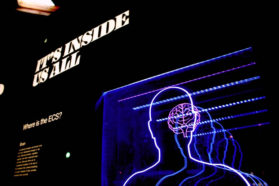 How To Stimulate Your Brain: 7 Neuroplasticity Exercises