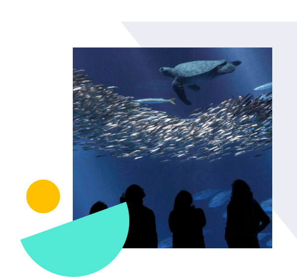 How the Monterey Bay Aquarium Enhanced Collaboration While Doubling Their Education Programs