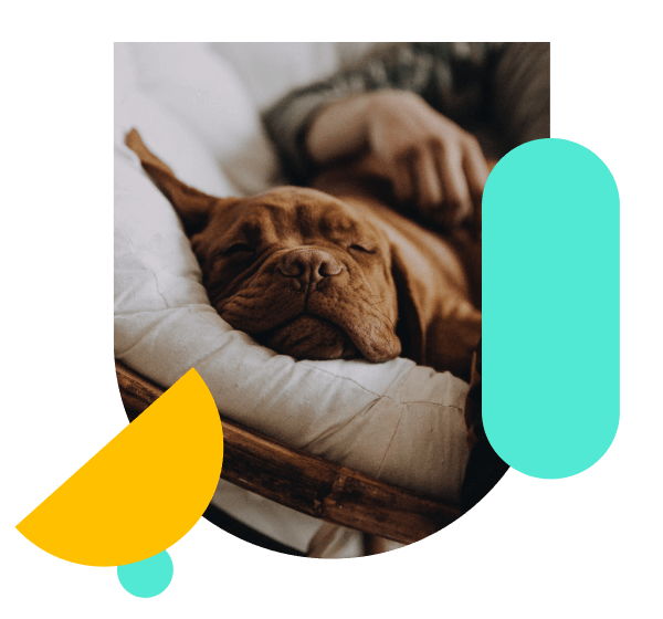 Wrike Fosters Transparency and Visibility at Wag Hotels